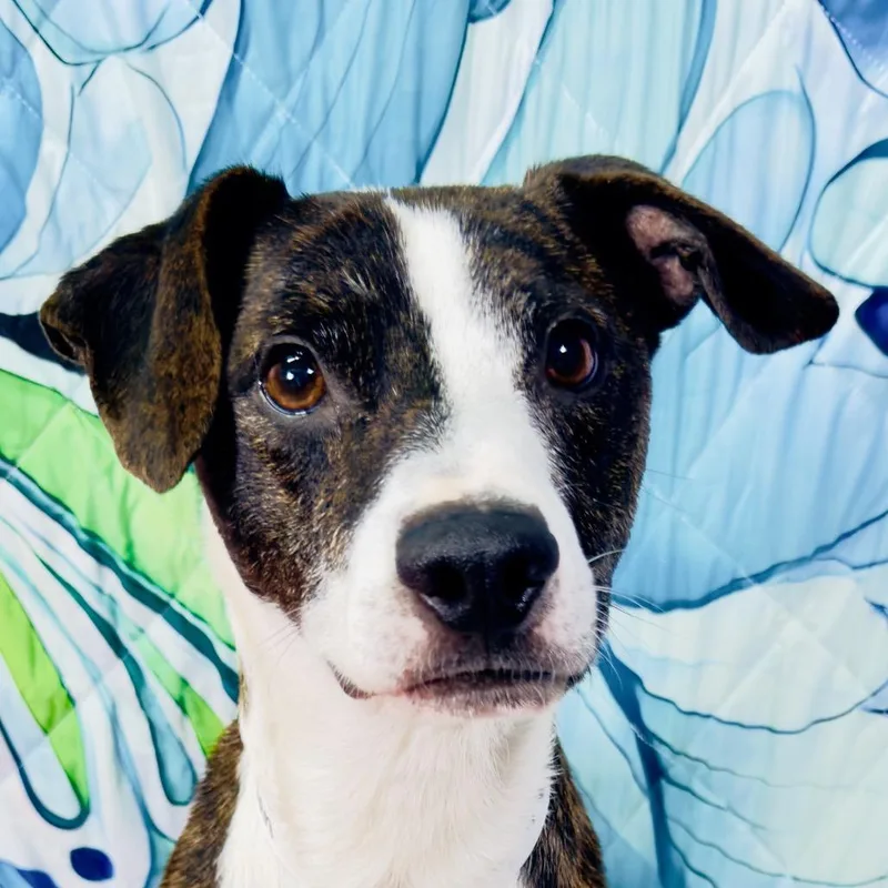A young medium-sized male Brindle Mixed Breed dog named Iron Man for adoption in Franklin, NC