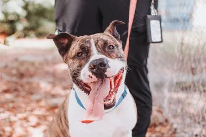 An adult large-sized male American Staffordshire Terrier dog named a Patton VIP for adoption in North Charleston, SC