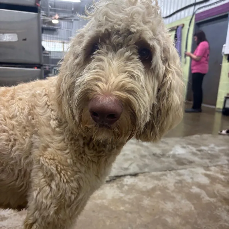 An adult medium-sized male Yellow / Tan / Blond / Fawn Poodle dog named Ollie for adoption in Corbin, KY