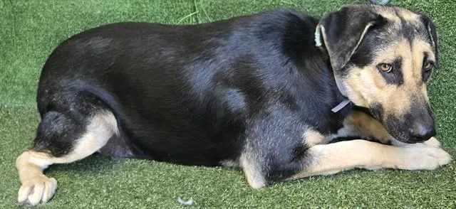 A young large-sized female German Shepherd Dog dog named Trixie for adoption in Lancaster, CA