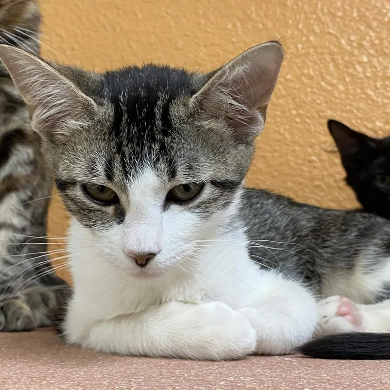 A baby small-sized female Brown / Chocolate Domestic Short Hair cat named Mellow for adoption in Fresno, CA