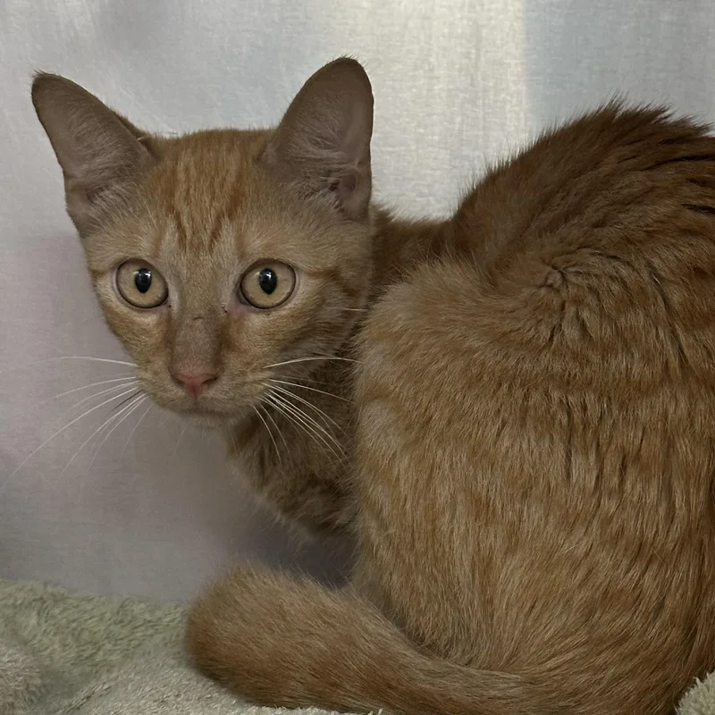 A baby medium-sized male Domestic Short Hair cat named Oscar for adoption in Clifton, NJ