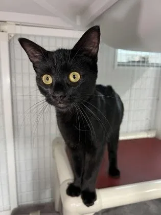 A baby medium-sized male Domestic Short Hair cat named Dwight for adoption in Elmira, NY