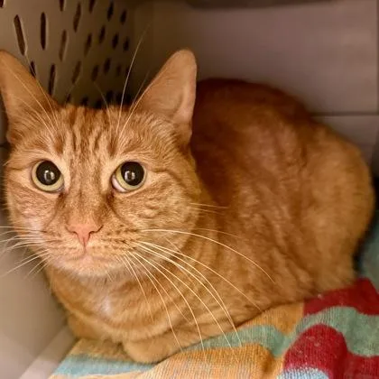 An adult large-sized female Domestic Short Hair cat named Cheeto for adoption in East Montpelier, VT