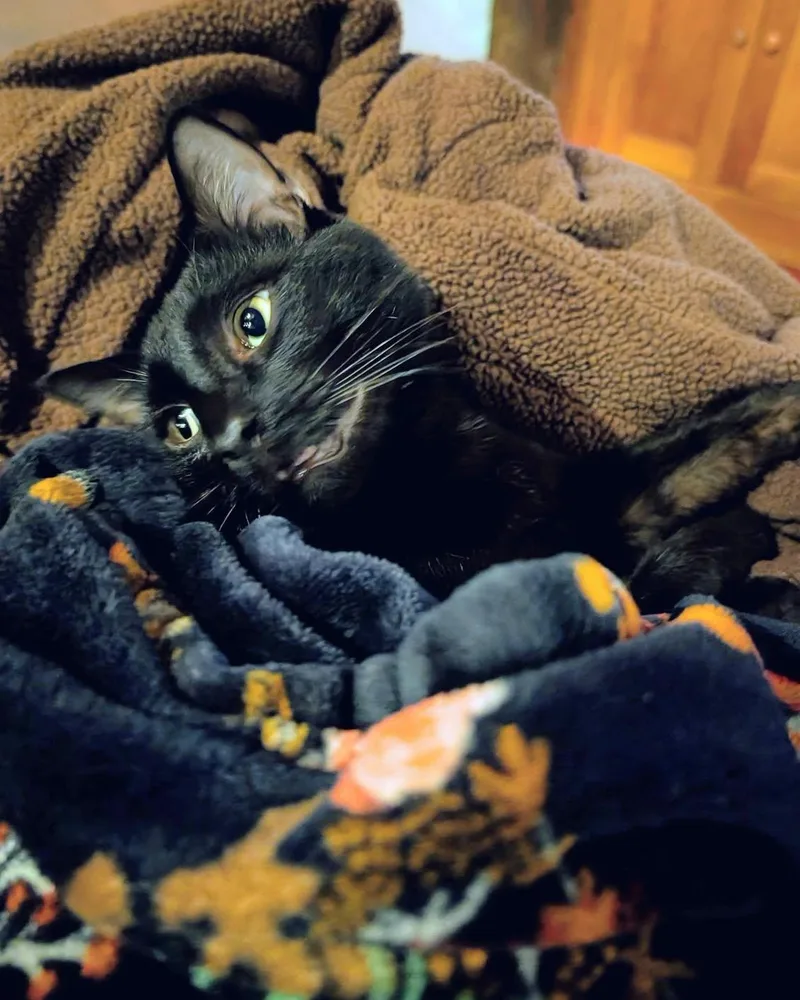 A young medium-sized male Domestic Short Hair cat named Phantom for adoption in Glastonbury, CT