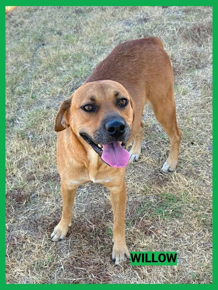 A young medium-sized female Black Mouth Cur dog named Willow for adoption in Granbury, TX