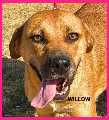 Willow thumbnail 2