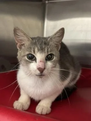 An adult small-sized female Domestic Short Hair cat named Zora for adoption in Cincinnati, OH