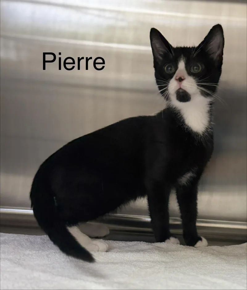 A baby medium-sized male Black & White / Tuxedo Domestic Short Hair cat named Pierre for adoption in Pawleys Island, SC
