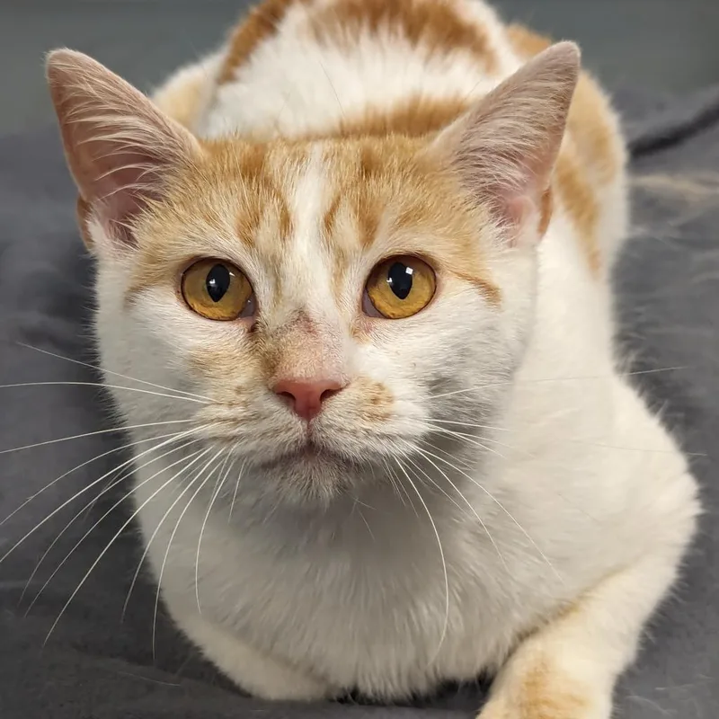 An adult medium-sized female Domestic Short Hair cat named Buffy for adoption in New Castle, DE