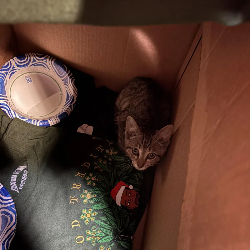 A baby small-sized male Tabby (Brown / Chocolate) American Shorthair cat named Spencer for adoption in North Chesterfield, VA