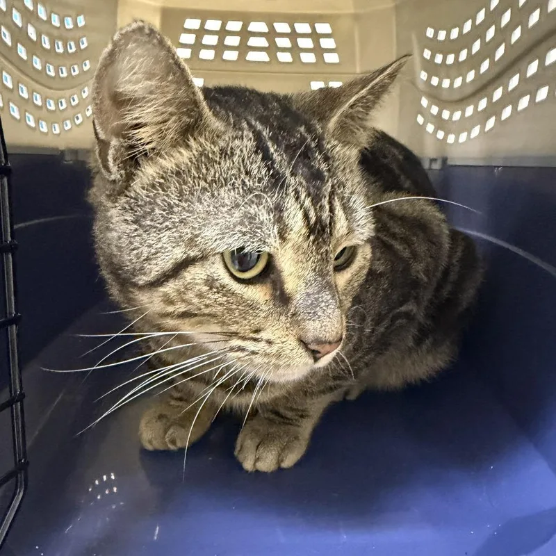 An adult medium-sized male Domestic Short Hair cat named MONTStray for adoption in Perkiomenville, PA