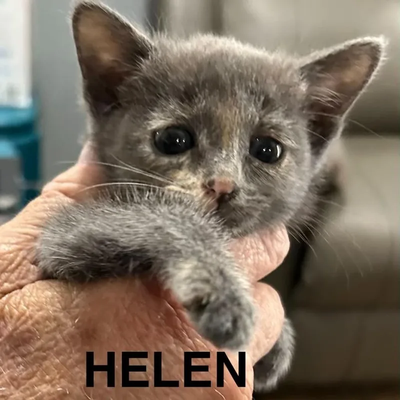 A baby small-sized female Tortoiseshell Domestic Short Hair cat named Helen for adoption in South Elgin, IL