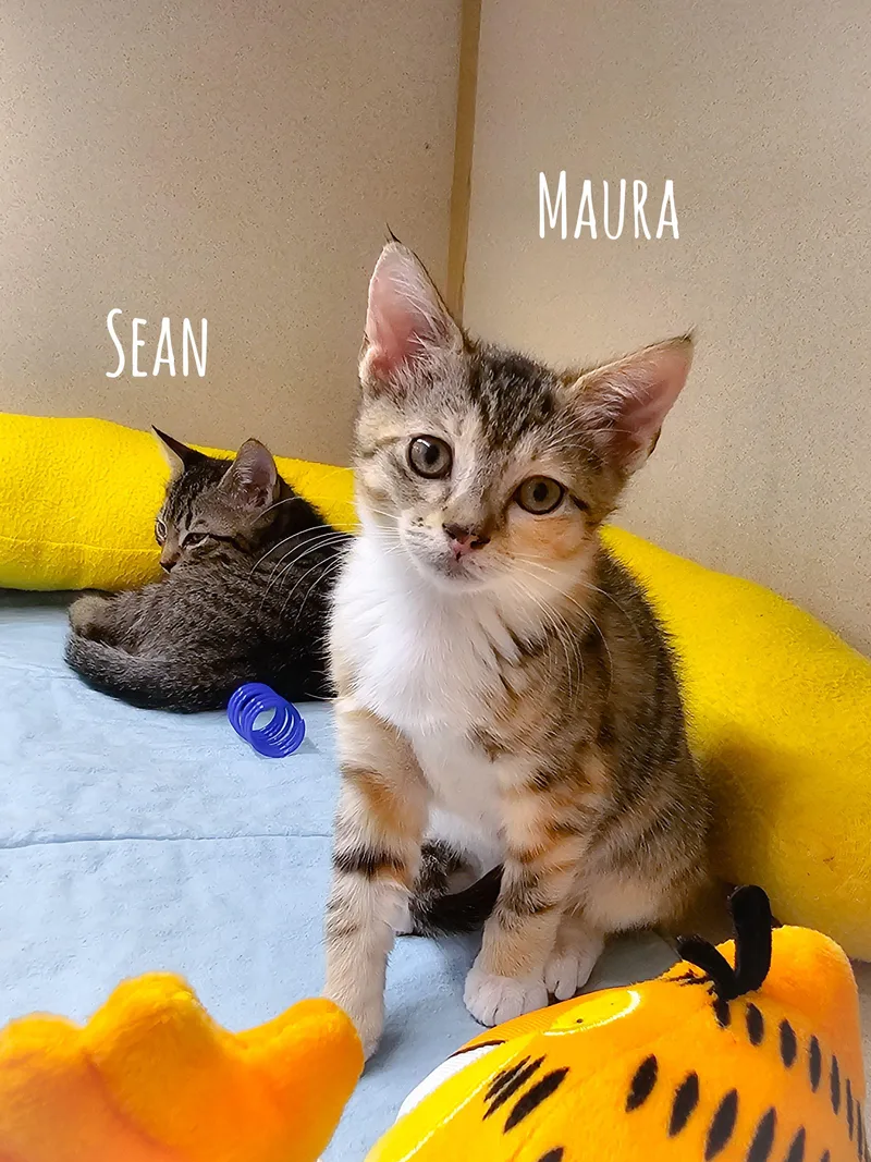 A young medium-sized female Tortoiseshell Domestic Short Hair cat named Maura for adoption in Naples, FL