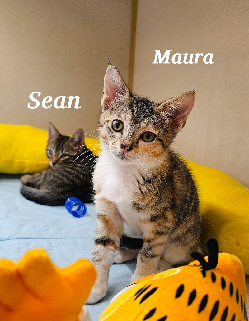 Maura thumbnail 2