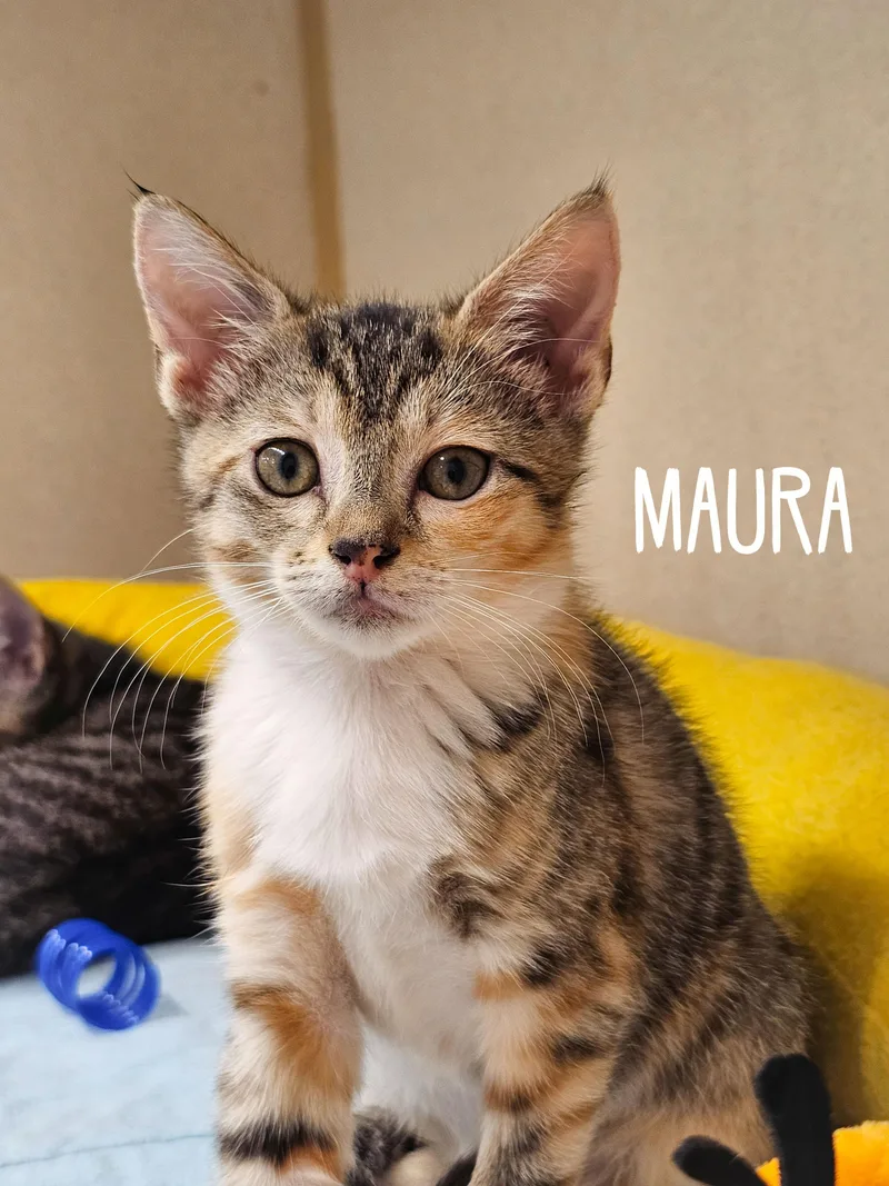 Maura thumbnail 3