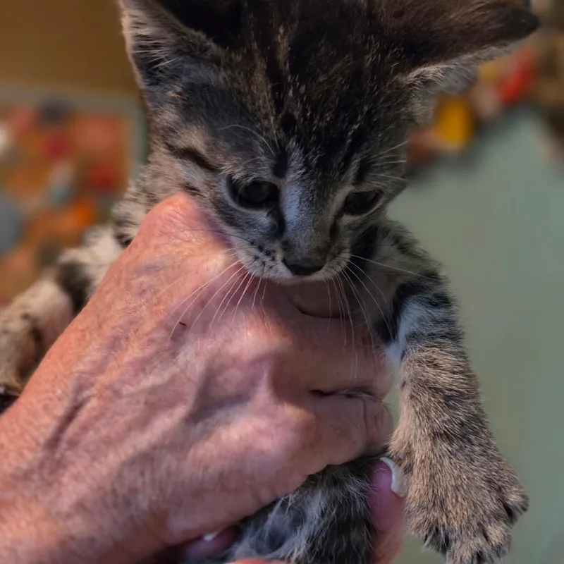 A baby small-sized female Gray / Blue / Silver Domestic Short Hair cat named Columbia for adoption in Wichita, KS