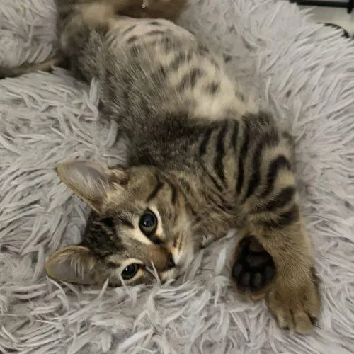 A baby small-sized female Tabby (Brown / Chocolate) Tabby cat named Sharon for adoption in Knoxville, TN
