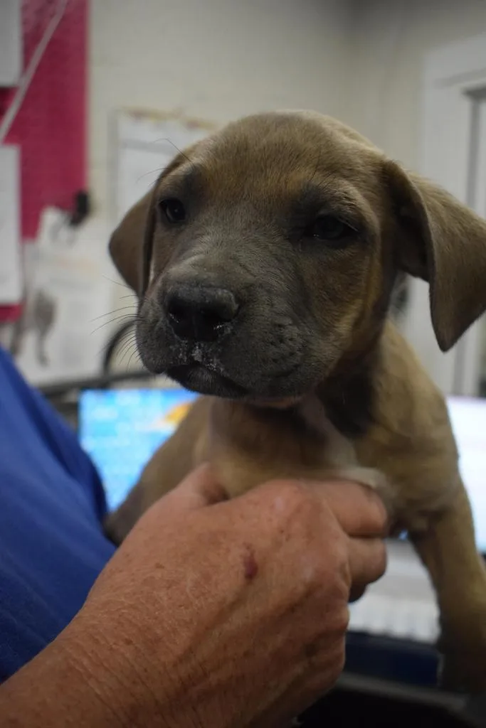 A baby medium-sized male American Bulldog dog named Mitch for adoption in Pahrump, NV