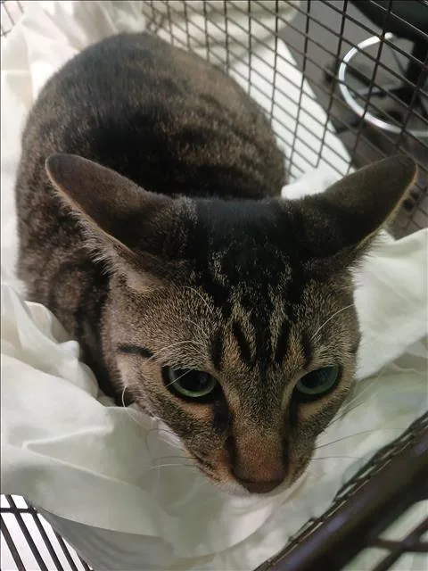 A young large-sized male Domestic Short Hair cat named Jasper for adoption in Los Angeles, CA