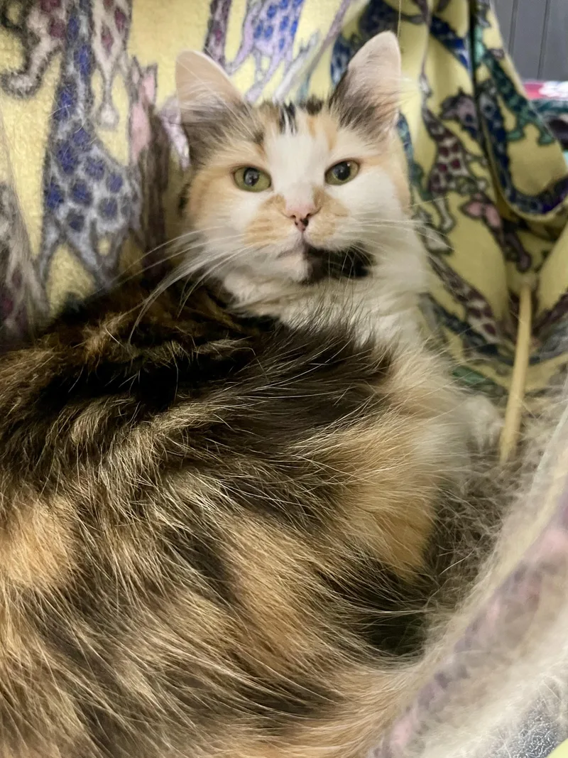 An adult medium-sized female Calico Domestic Medium Hair cat named Fancy for adoption in Plano, TX
