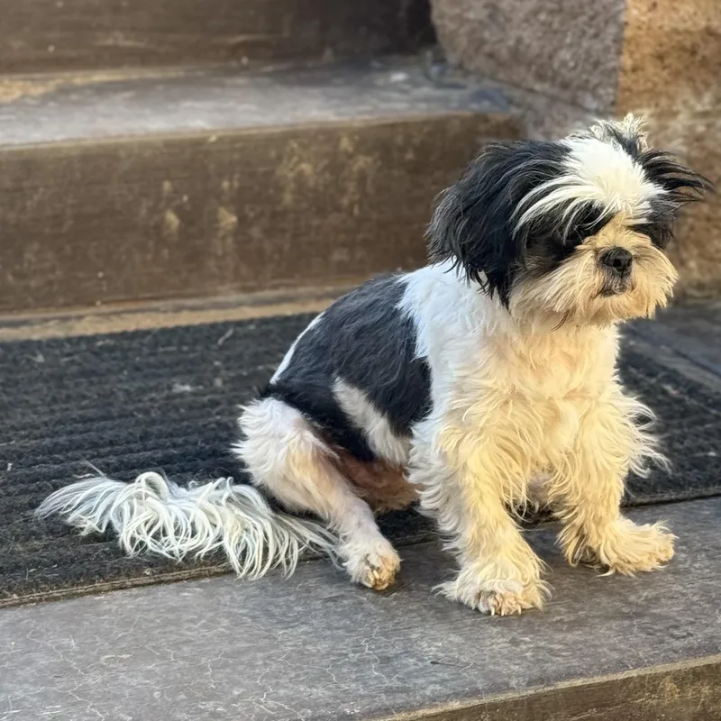 Ms. Marvelous Lucy thumbnail 2