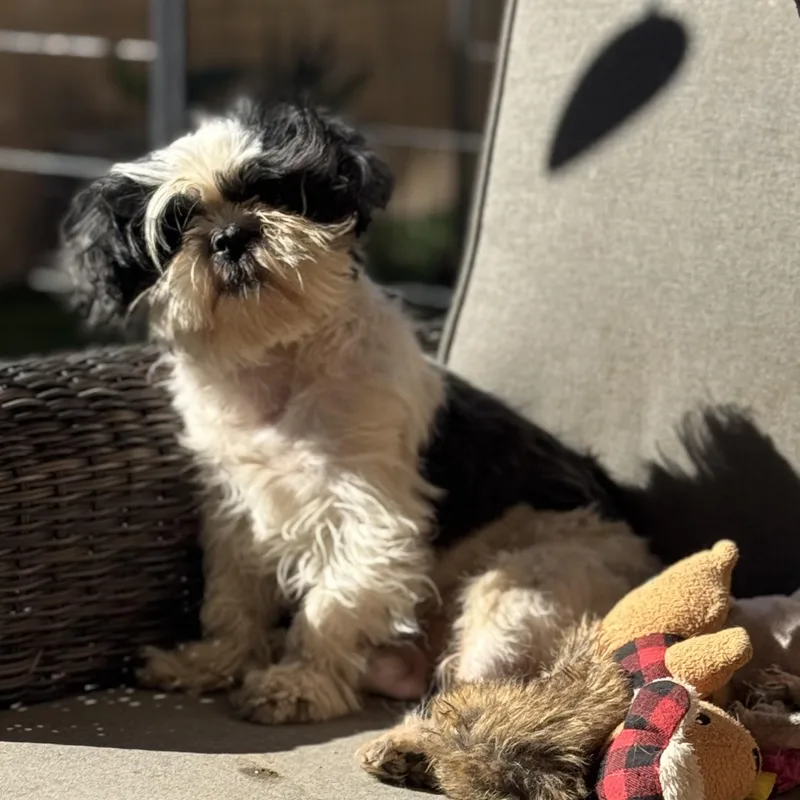 Ms. Marvelous Lucy thumbnail 3