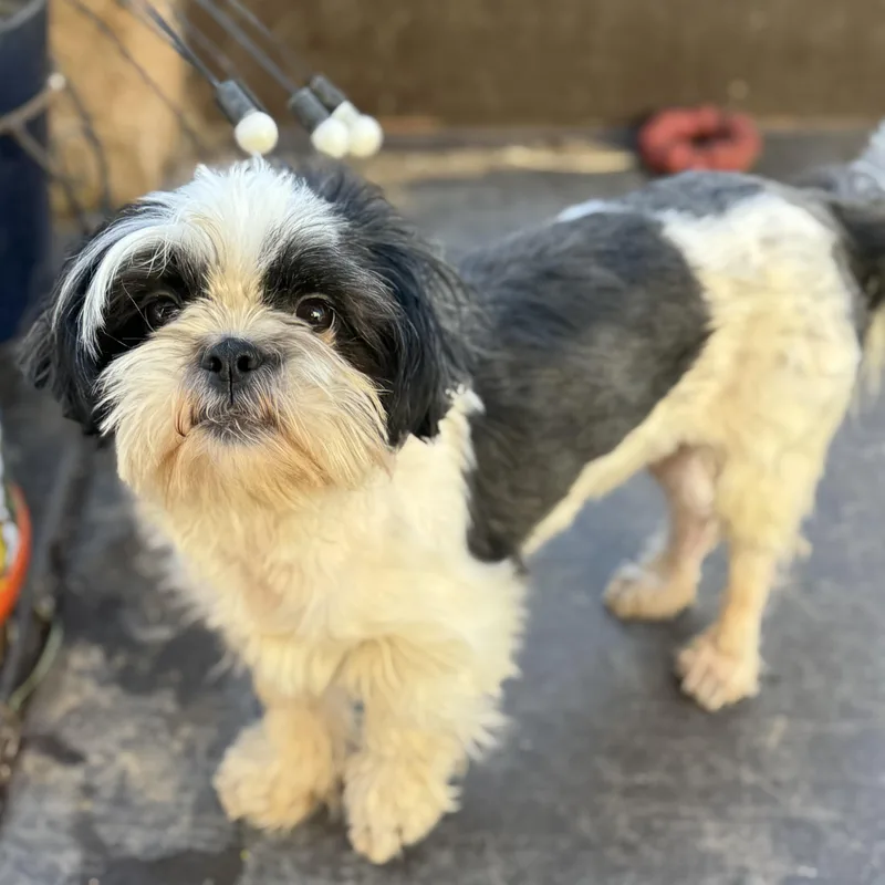 Ms. Marvelous Lucy thumbnail 4