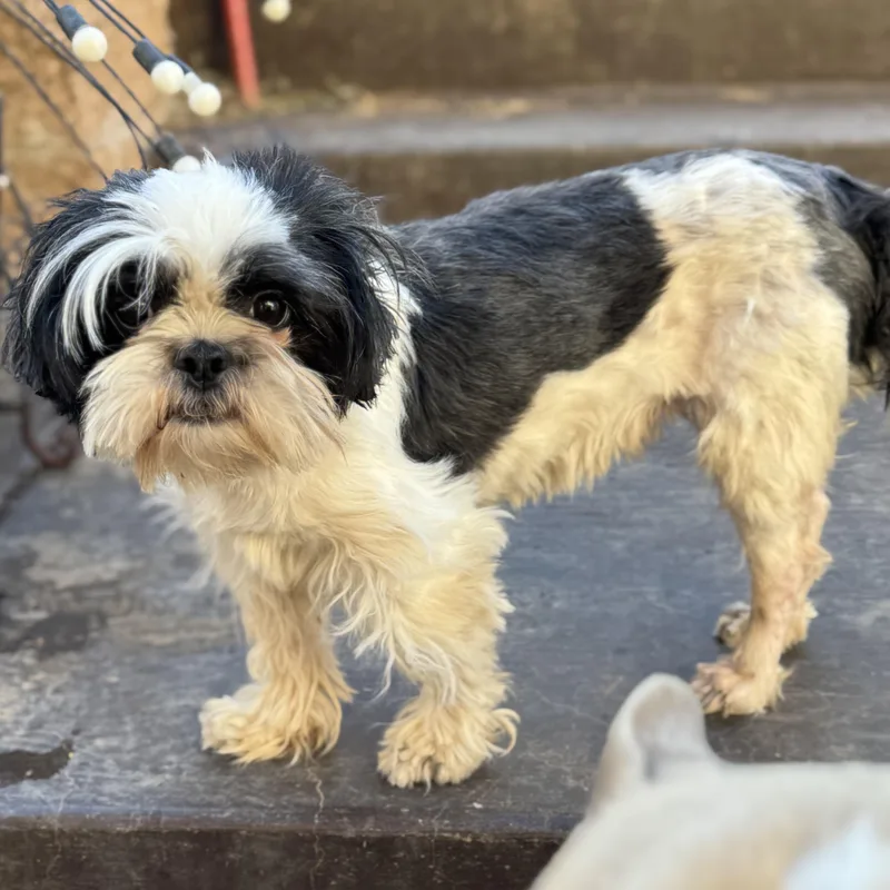 Ms. Marvelous Lucy thumbnail 5