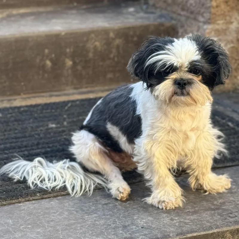 A young small-sized female Black Shih Tzu dog named Ms. Marvelous Lucy for adoption in Ridgefield, WA