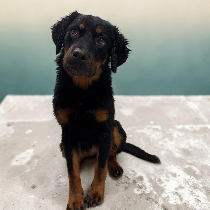A young medium-sized female Black Rottweiler dog named Molly for adoption in Kenedy, TX