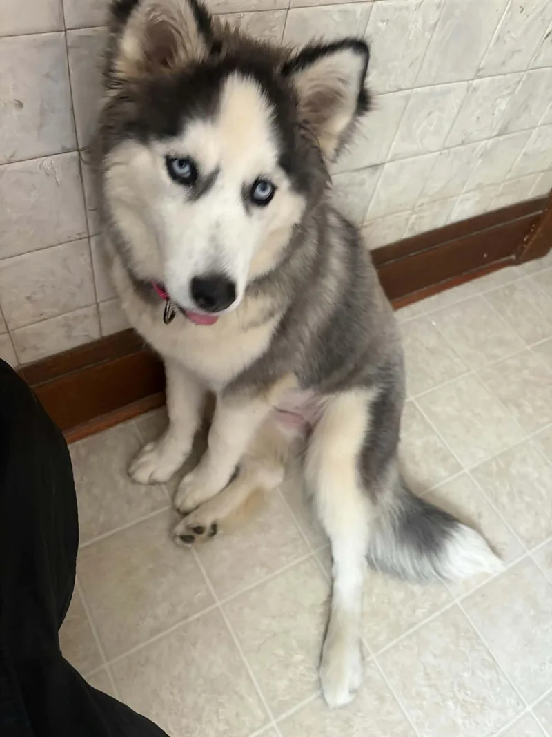 A baby medium-sized female White / Cream Siberian Husky dog named Kaia for adoption in La Motte, IA