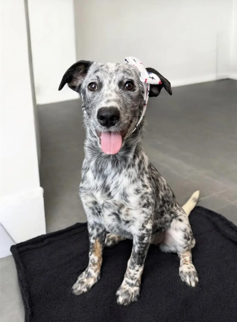 A baby medium-sized female Black Pointer dog named Speckle for adoption in Alvin, TX