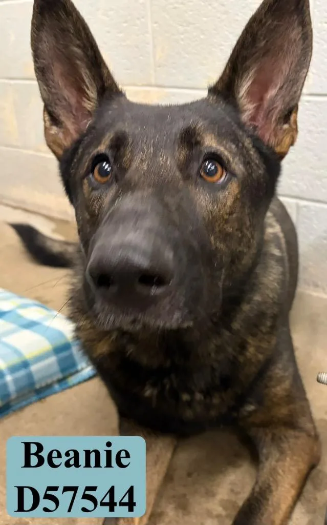 An adult extra large-sized male German Shepherd Dog dog named Beanie for adoption in Clarksville, TN