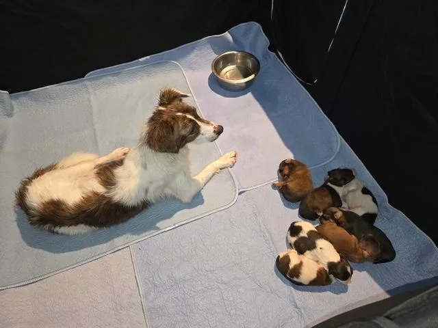 A baby medium-sized female Border Collie dog named The stranger thing litter for adoption in Corsicana, TX