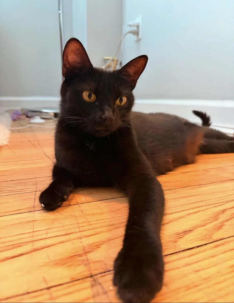 Cocoa Reilly thumbnail 5