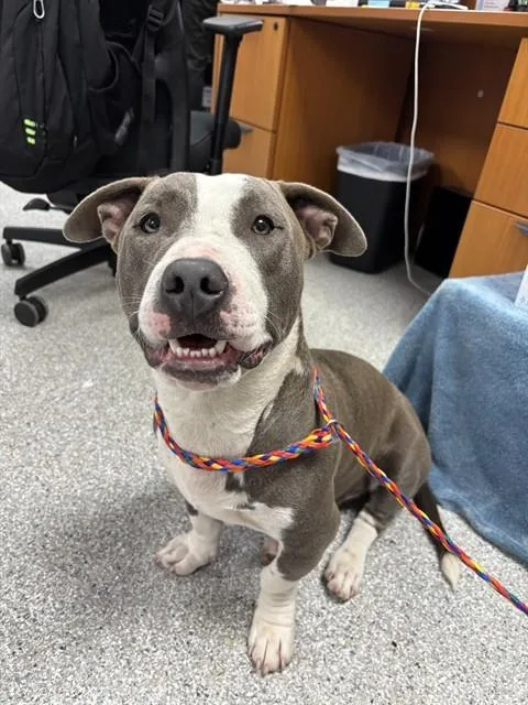 A young medium-sized male Pit Bull Terrier dog named A for adoption in Pasadena, TX