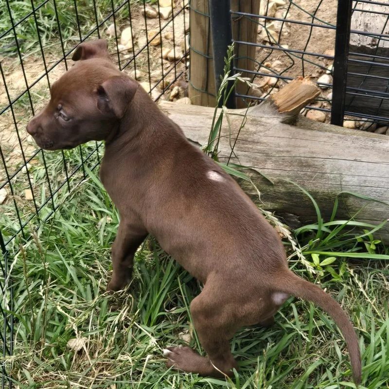 A baby medium-sized female Brown / Chocolate Pit Bull Terrier dog named Lilipet for adoption in Waggaman, LA