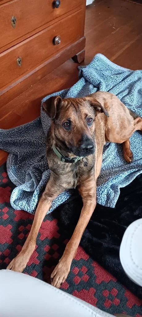 A young medium-sized male Mixed Breed dog named Pete for adoption in Heber City, UT
