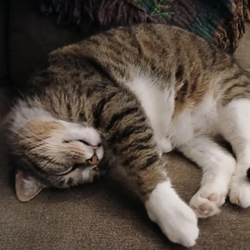 An adult small-sized male Brown / Chocolate Domestic Short Hair cat named Mammon for adoption in Winchester, VA