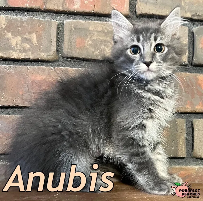 A baby medium-sized female Maine Coon cat named Anubis for adoption in Douglasville, GA