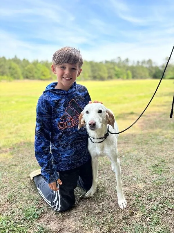 An adult medium-sized female White / Cream Labrador Retriever dog named Bella for adoption in Aiken, SC