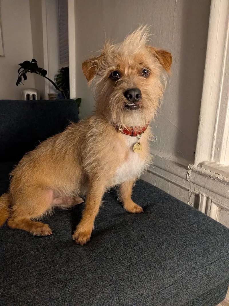 A young small-sized male Golden Terrier dog named Archie for adoption in Ozone Park, NY