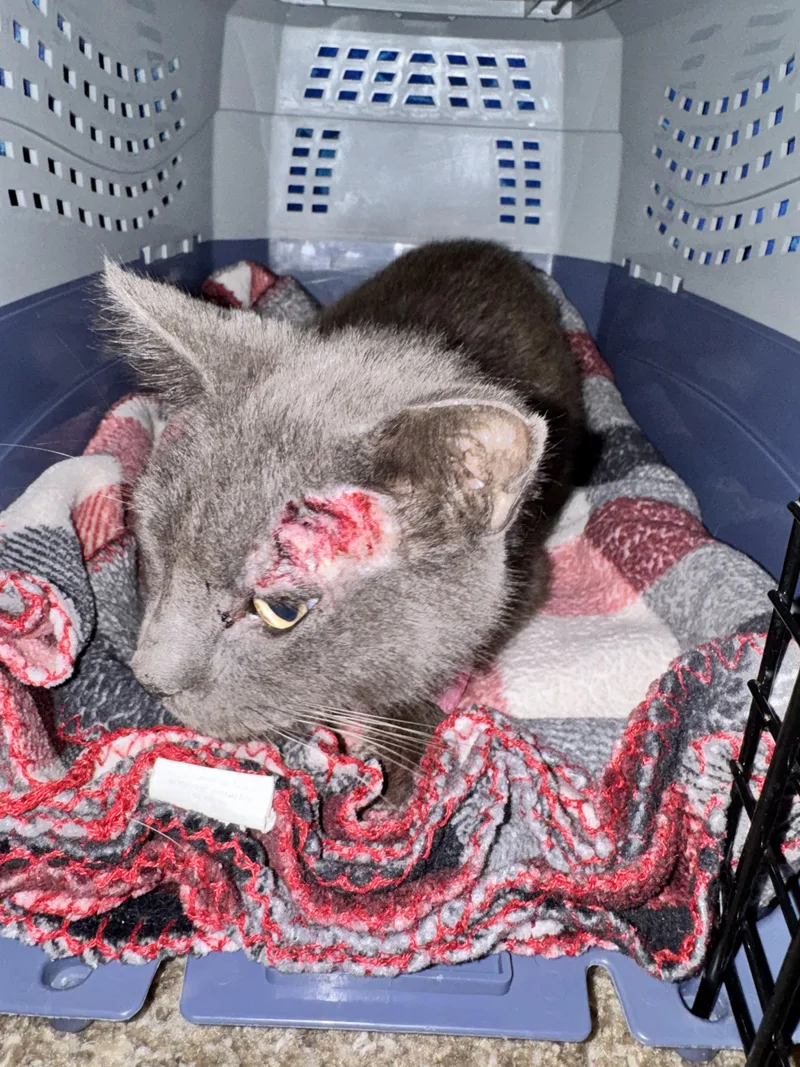 An adult large-sized male Domestic Short Hair cat named Jack for adoption in Springfield, MO