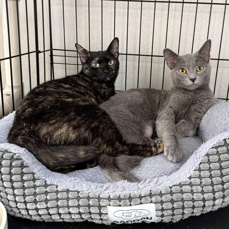 A young medium-sized female Domestic Short Hair cat named London for adoption in West Milford, NJ
