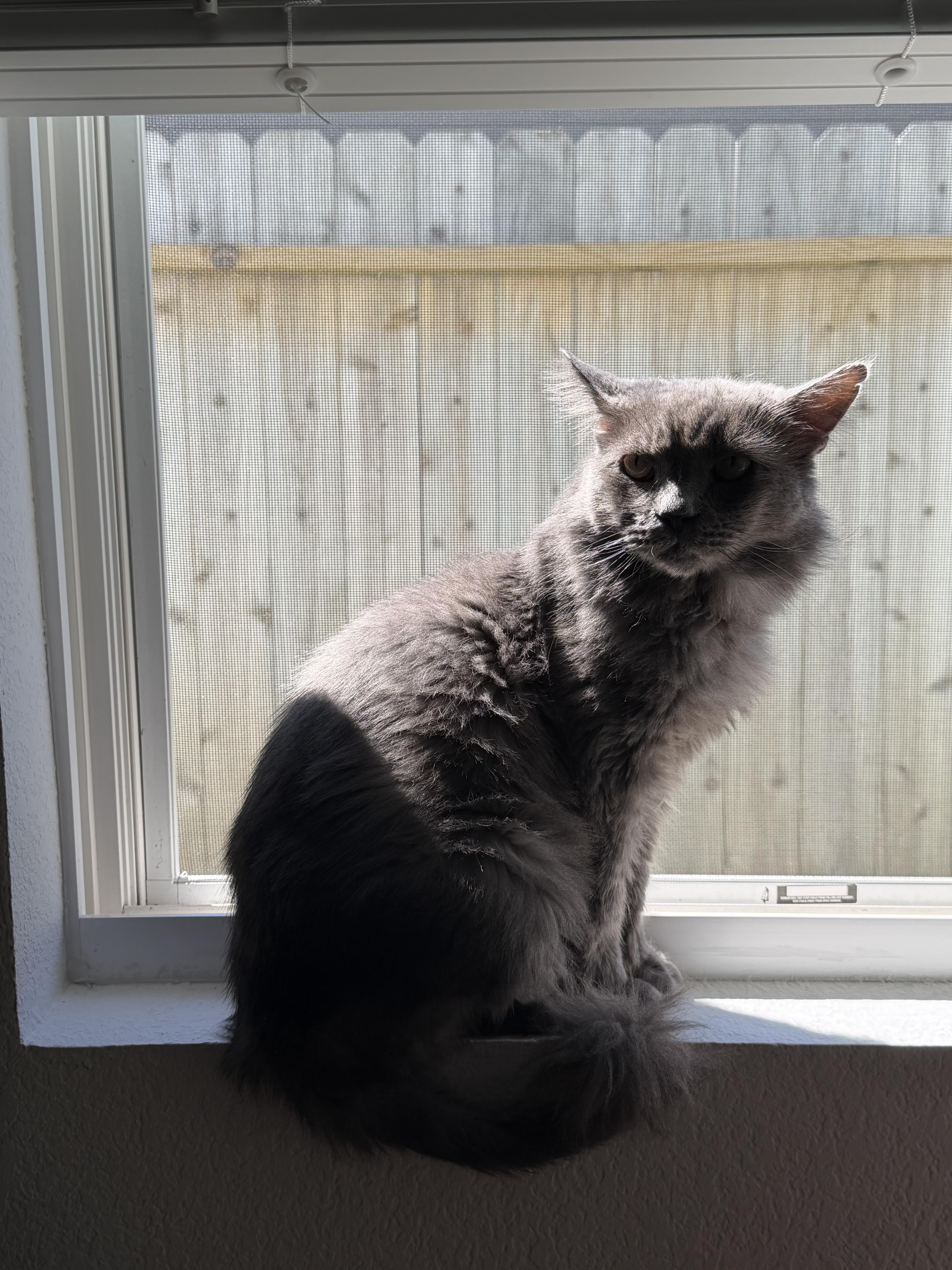 An adult large-sized male Gray / Blue / Silver Nebelung cat named Cyrus for adoption in Sugar Land, TX