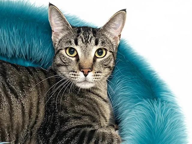 An adult medium-sized male Domestic Short Hair cat named Cooper for adoption in Fort Lauderdale, FL
