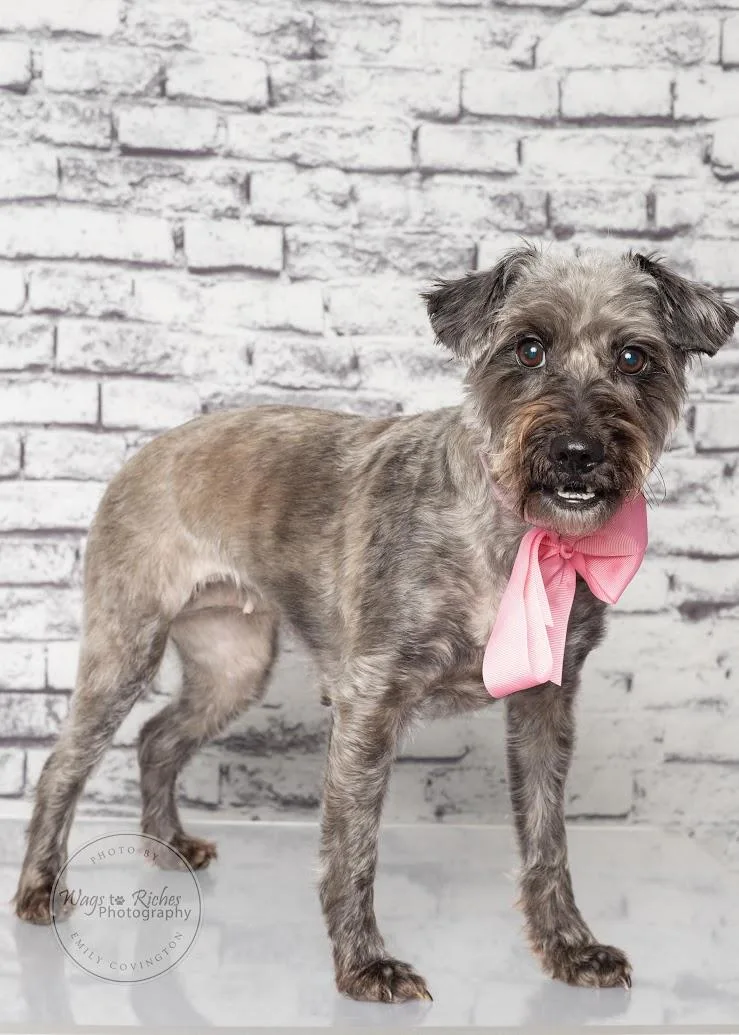 An adult small-sized female White / Cream Miniature Schnauzer dog named Stella for adoption in Tuscaloosa, AL