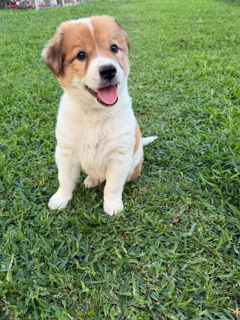 A young medium-sized male Labrador Retriever dog named Beau for adoption in League City, TX