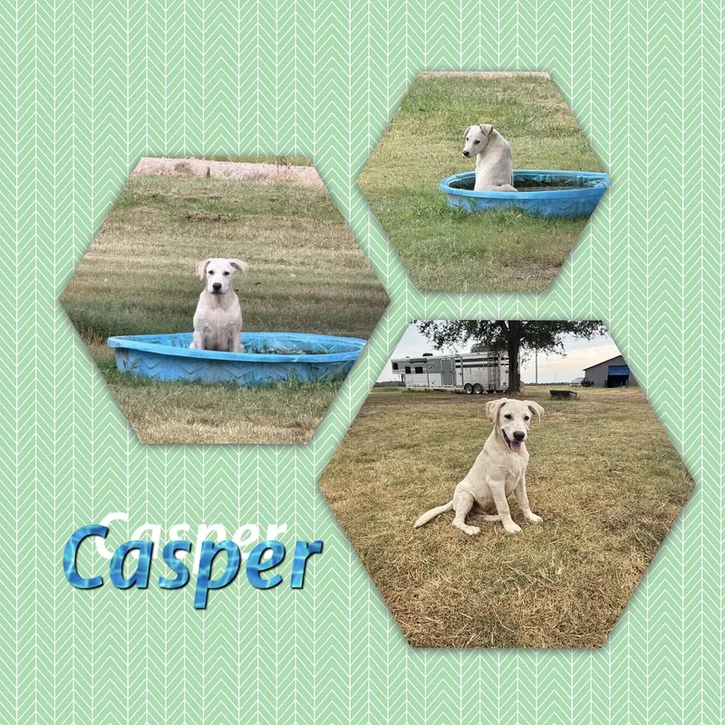 A baby medium-sized male Labrador Retriever dog named Casper for adoption in Manchester, CT